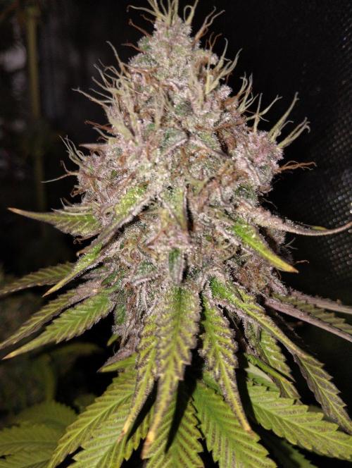 ellenj1. Week 13