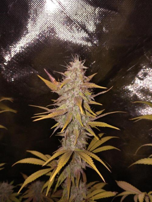 ellenj1. Week 13