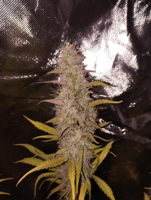 ellenj1. Week 13