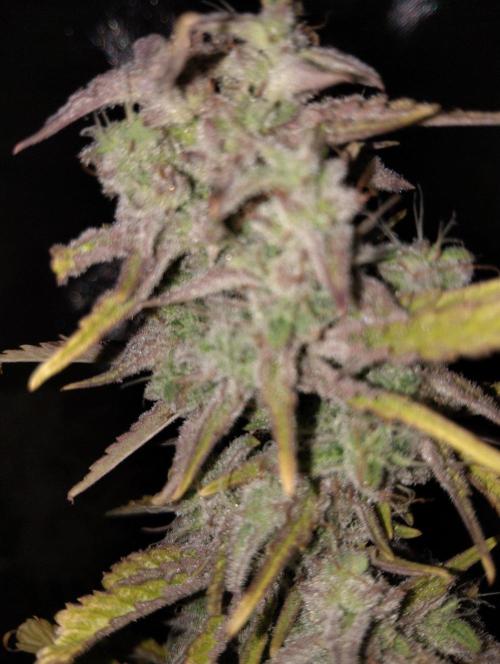 ellenj1. Week 13