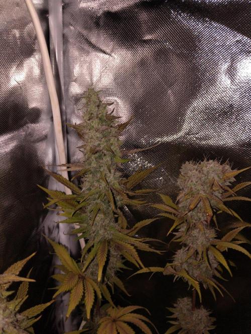 ellenj1. Week 13