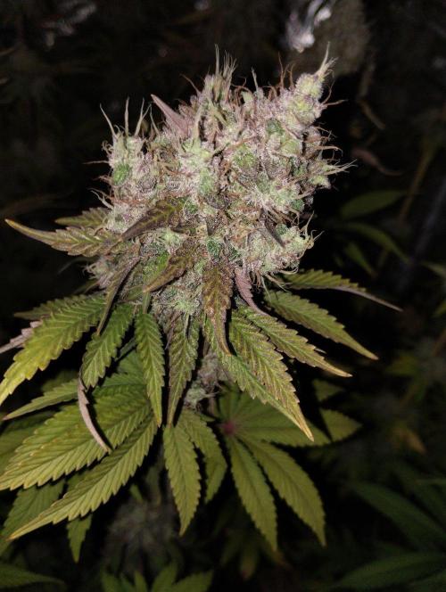 ellenj1. Week 13