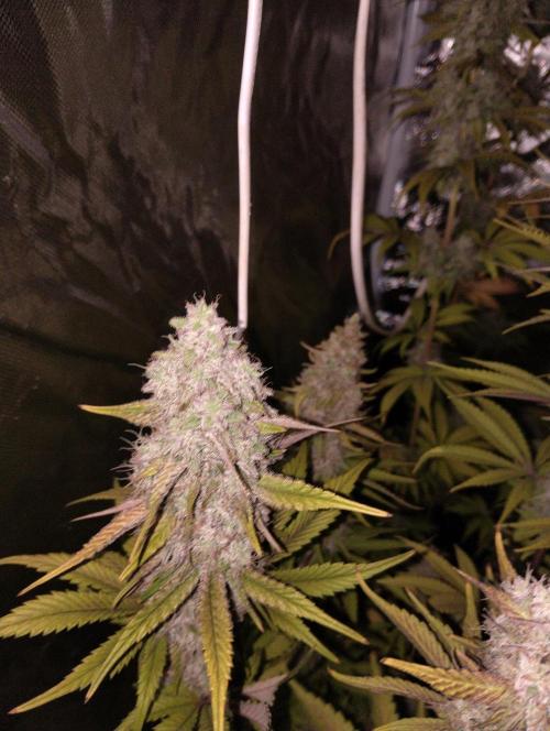 ellenj1. Week 13