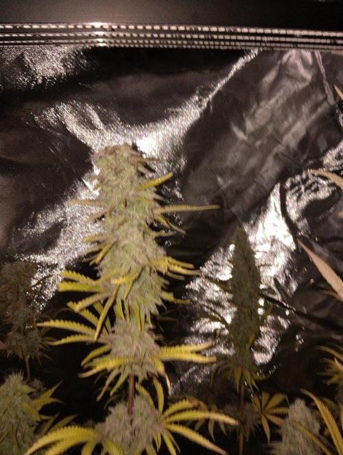ellenj1. Week 13