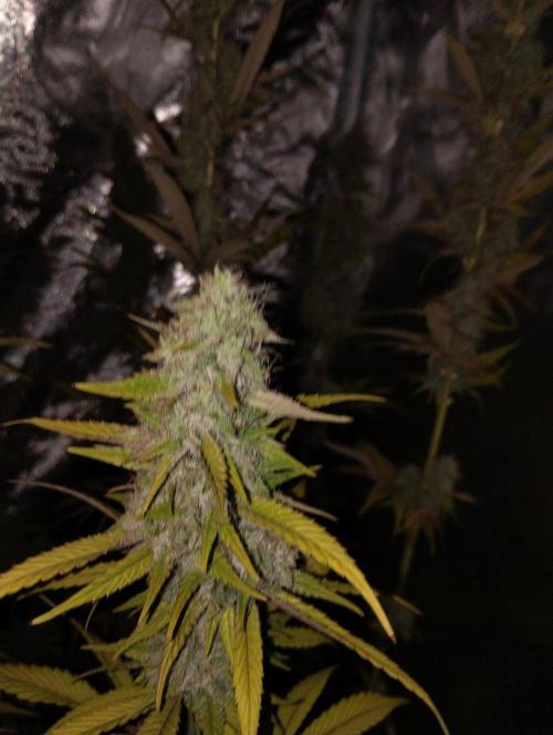 ellenj1. Week 13