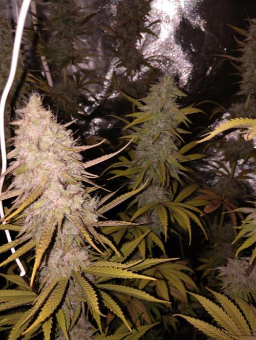 ellenj1. Week 13