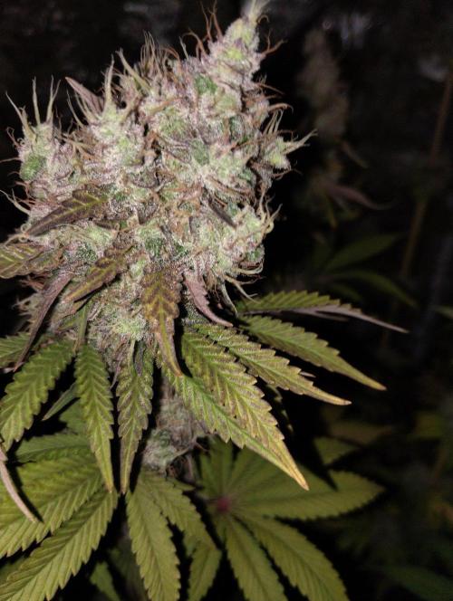ellenj1. Week 13