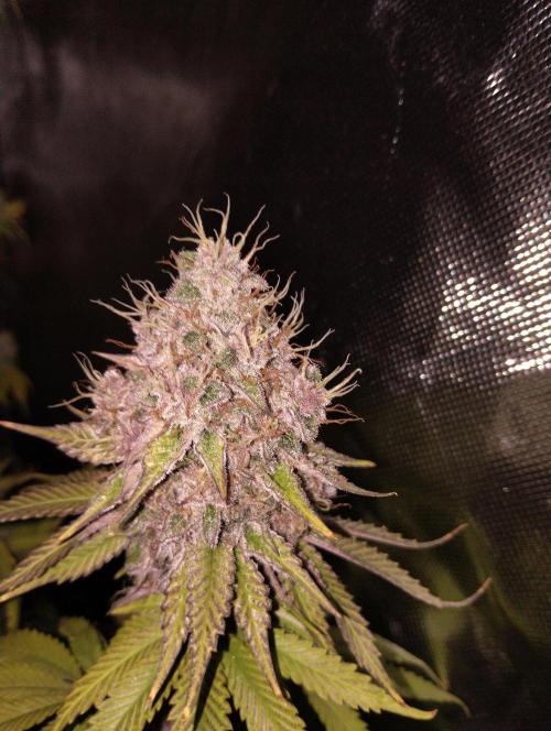 ellenj1. Week 13