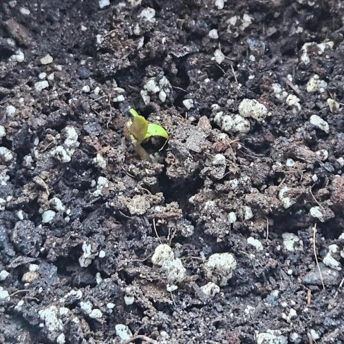 Lucy. Week 0 - Day 1 fresh from the seed