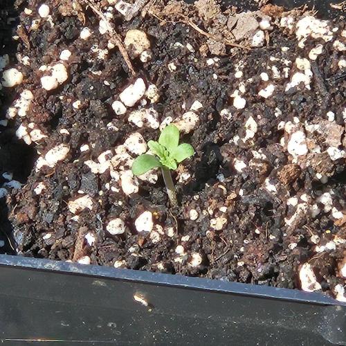 Lucy. Week 0 - Day 2