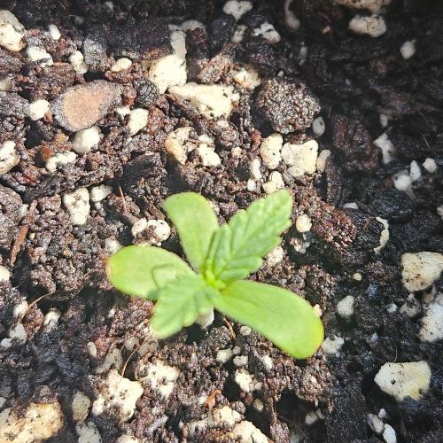 Lucy. Week 0 - Day 7
