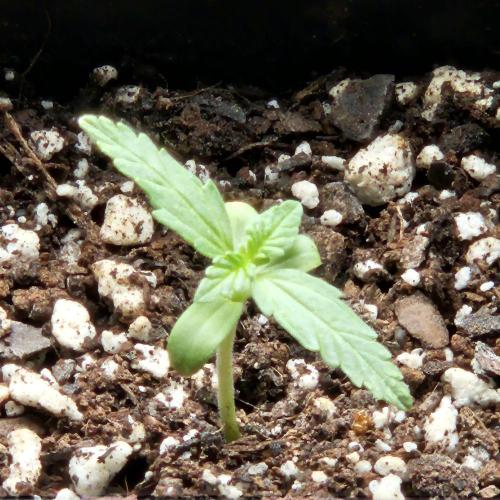 Lucy. Week 1 - Day 9