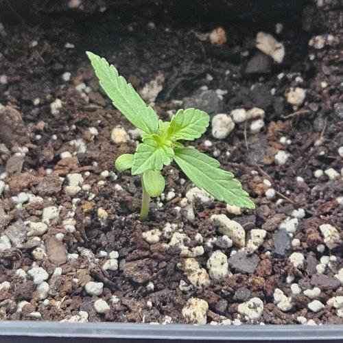 Lucy. Week 1 - Day 10