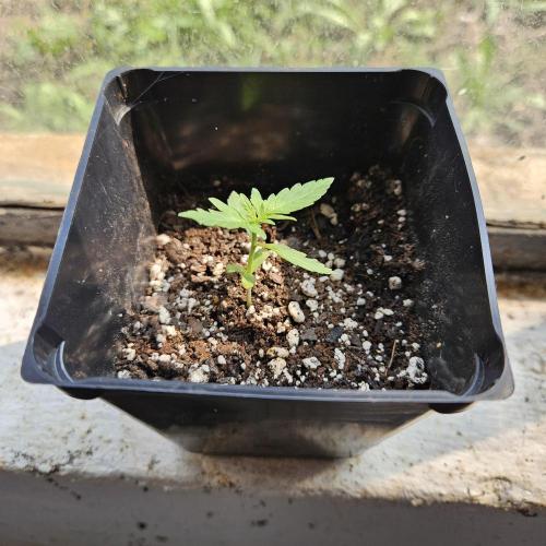 Lucy. Week 1 - Day 12