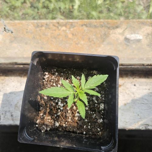 Lucy. Week 1 - Day 14