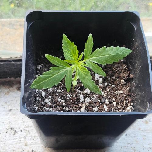 Lucy. Week 2 - Day 15
