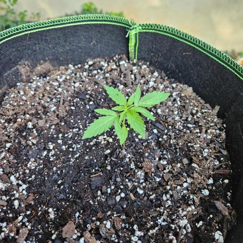 Lucy. Week 2 - Day 17..transplanted to her 5 gallon cloth pot