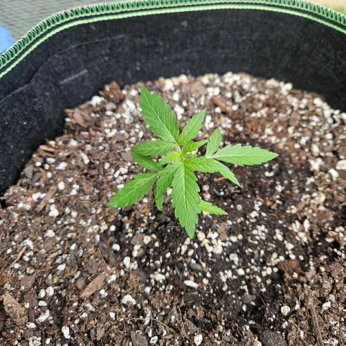 Lucy. Week 2 - Day 19