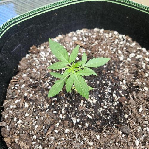 Lucy. Week 2 - Day 20