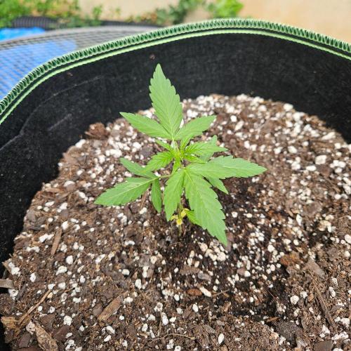 Lucy. Week 3 - Day 23