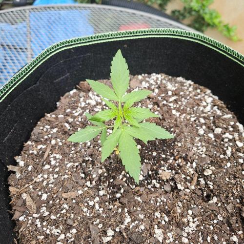 Lucy. Week 3 - Day 24