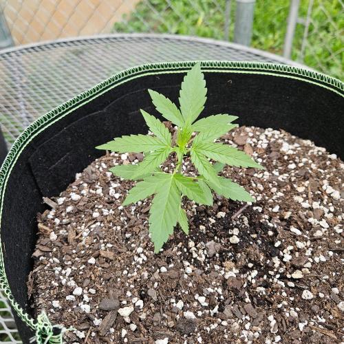 Lucy. Week 3 - Day 26