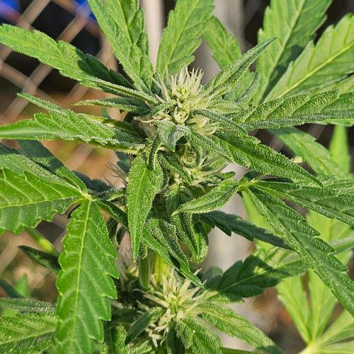 Lucy. Week 6 - Day 44...look at that frost!