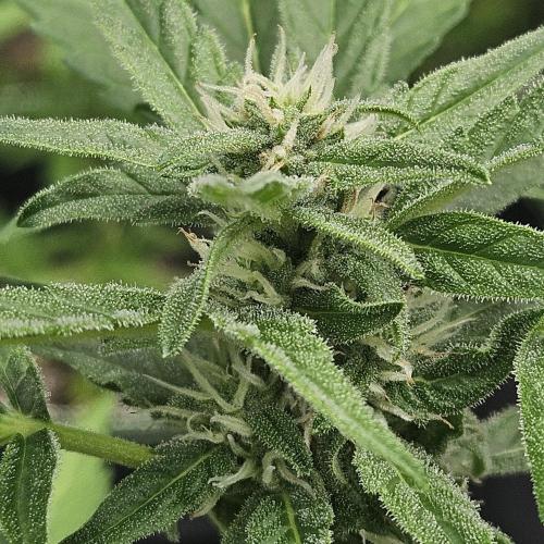 Papaya . Week 6
