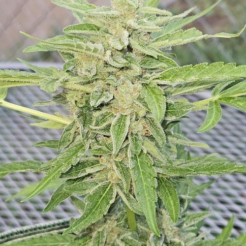 xx_Misfit420_xx