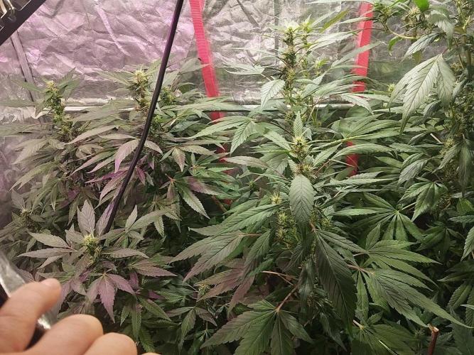 Mexican Rush. Week 2