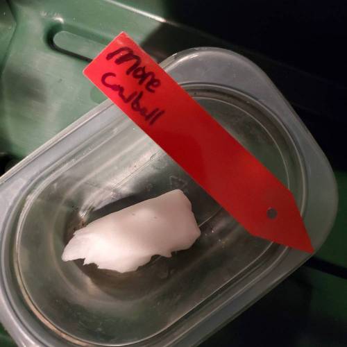 They call it More cowbell. Week 0