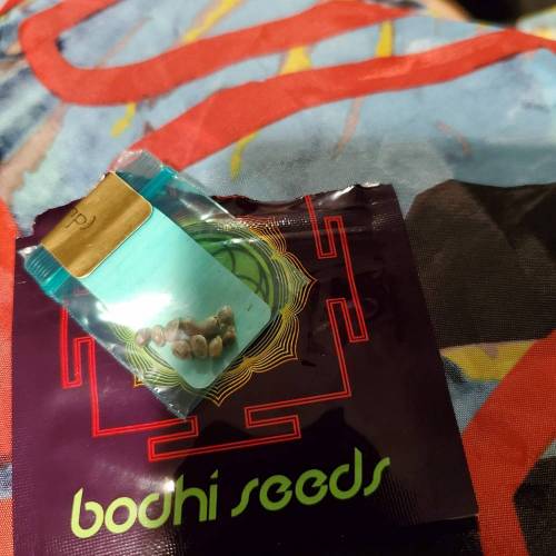 They call it More cowbell. Week 0