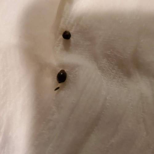 They call it More cowbell. Week 1