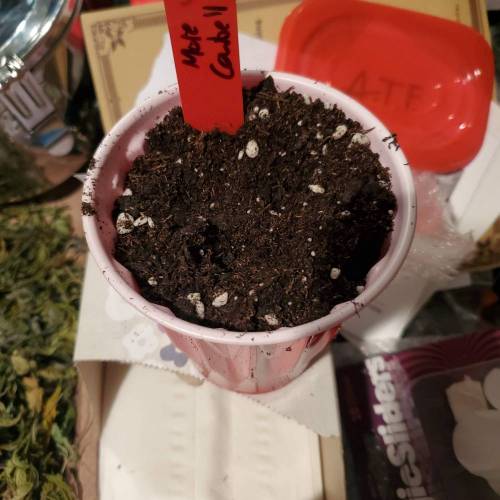 They call it More cowbell. Week 1