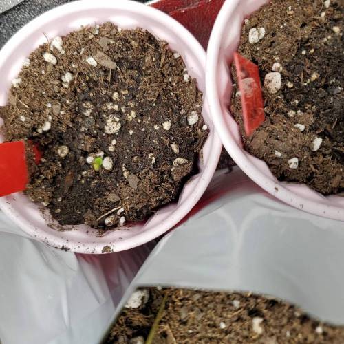 They call it More cowbell. Week 1