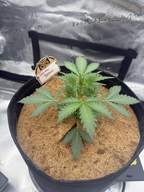 Cosmic Queen Crosses. Week 2
