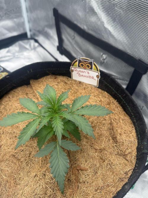 Cosmic Queen Crosses. Week 2