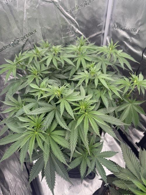 Dante's Storm, Red Raptor, & A&B Zoda. Week 2 - Dante's Storm - Day 9F