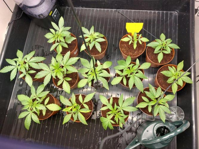 Monster Maker. Week 2