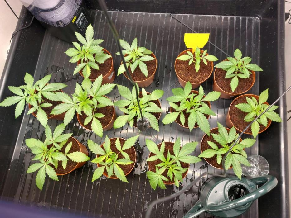 Monster Maker. Week 2