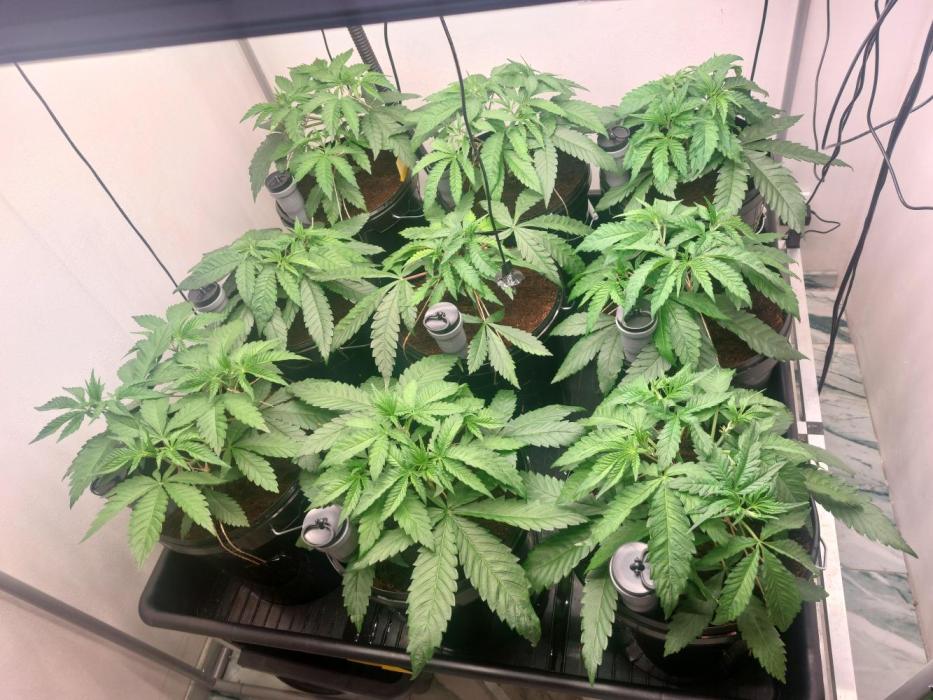 Monster Maker. Week 4