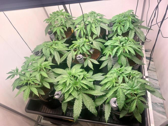 Monster Maker. Week 4