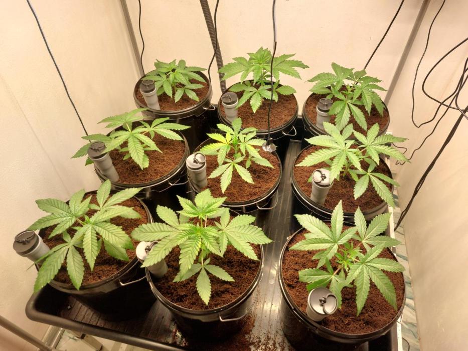 Monster Maker. Week 3