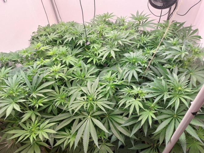 Monster Maker. Week 7