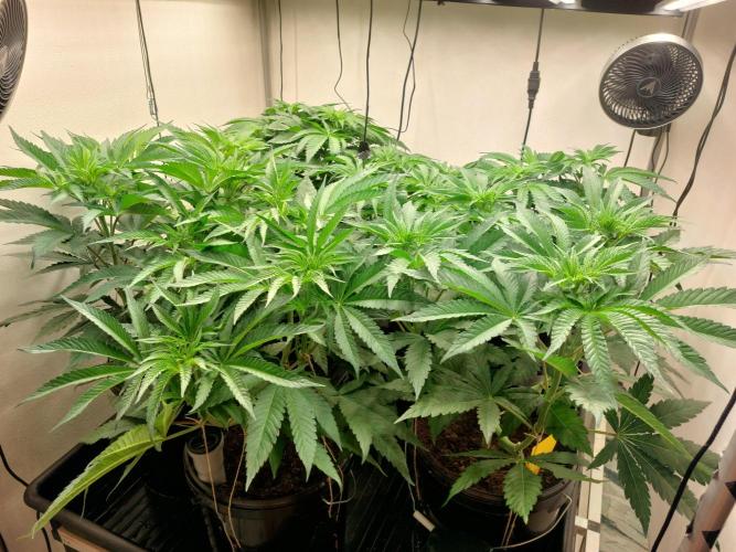 Monster Maker. Week 5