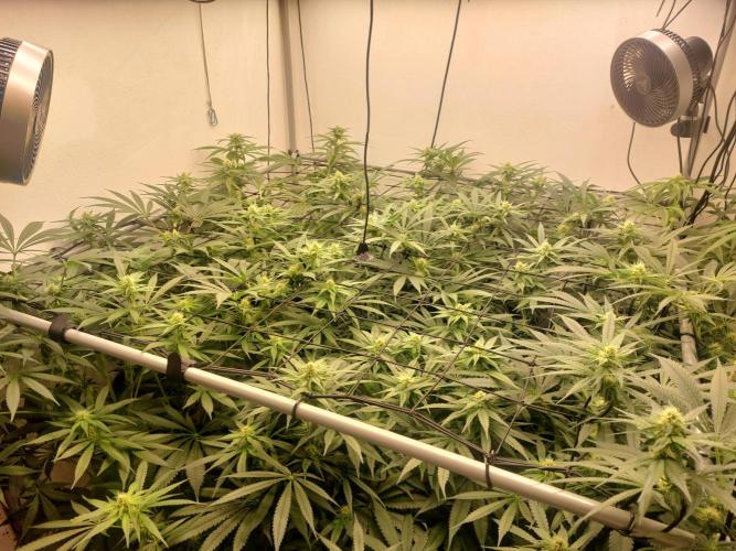 Monster Maker. Week 8