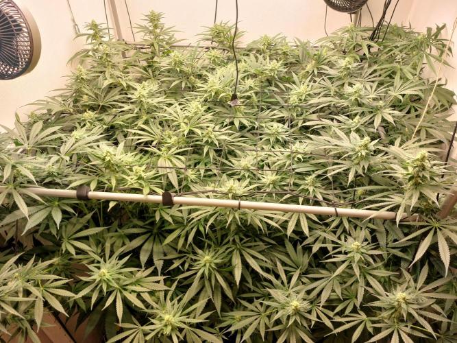 Monster Maker. Week 9