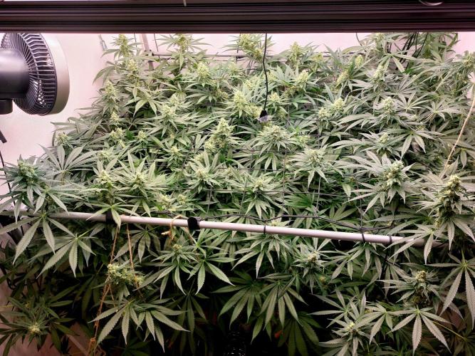 Monster Maker. Week 10