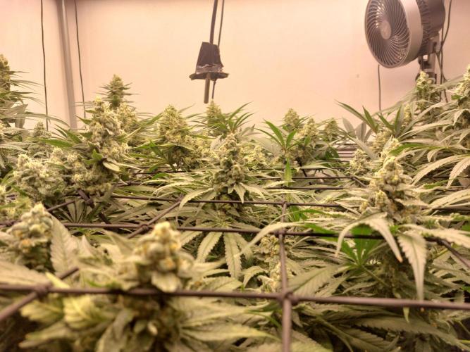 Monster Maker. Week 11