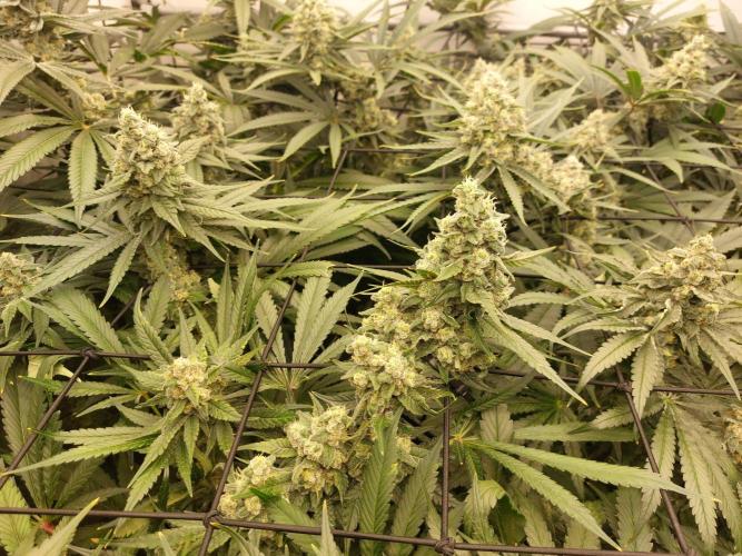Monster Maker. Week 11